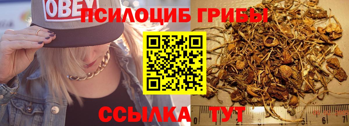 Псилоцибиновые грибы Cubensis Ульяновск